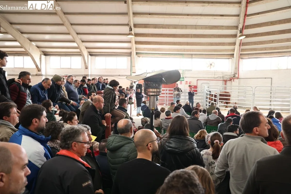El Recinto Ferial de Salamanca acoge la Subasta de sementales de la Raza Limusina | FOTOS: David Sañudo 