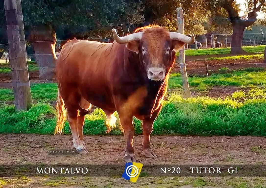 Foto 4 - Dada a conocer la imagen de los astados del Carnaval del Toro 2025