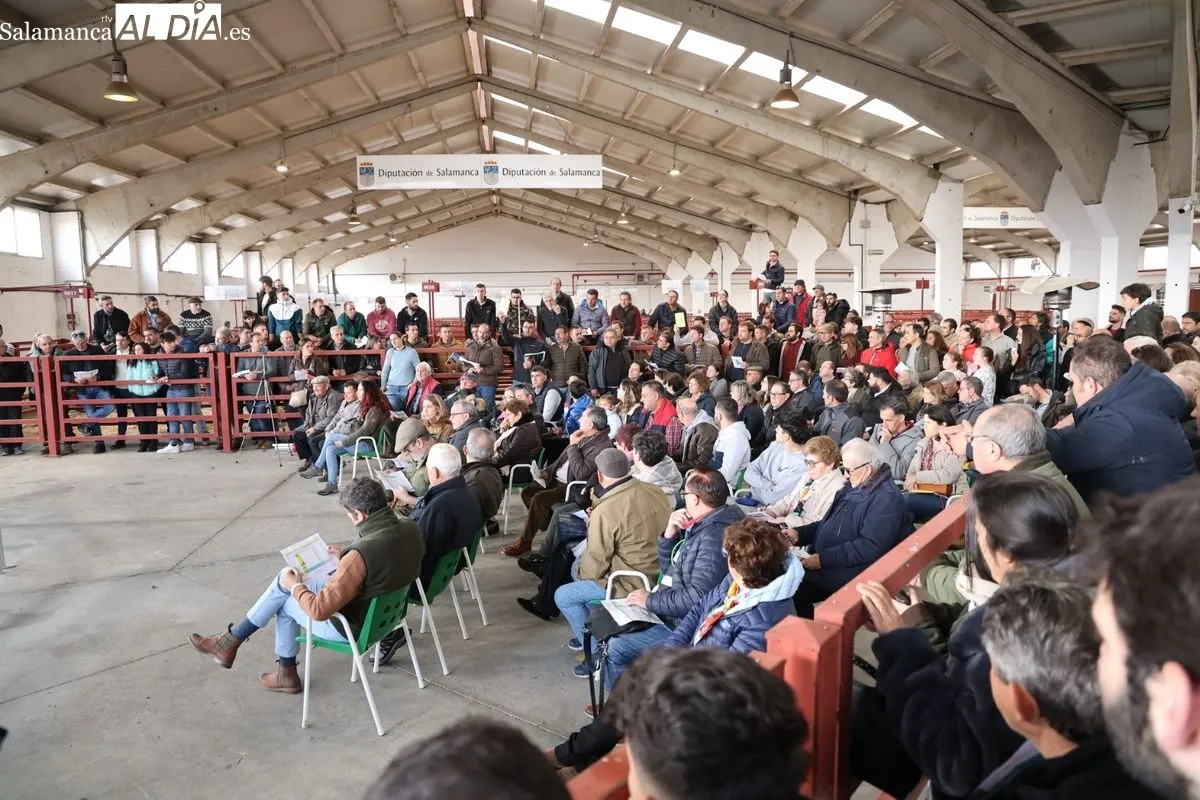 El Recinto Ferial de Salamanca acoge la Subasta de sementales de la Raza Limusina | FOTOS: David Sañudo 