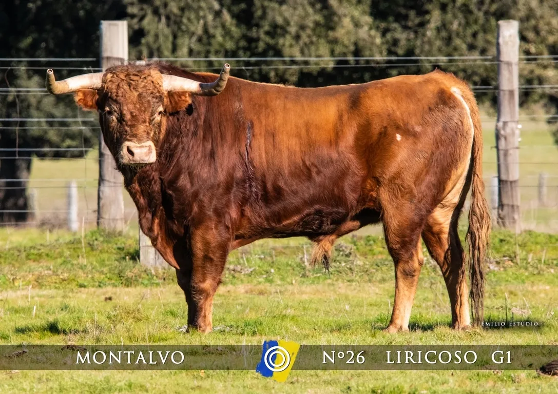 Foto 5 - Dada a conocer la imagen de los astados del Carnaval del Toro 2025