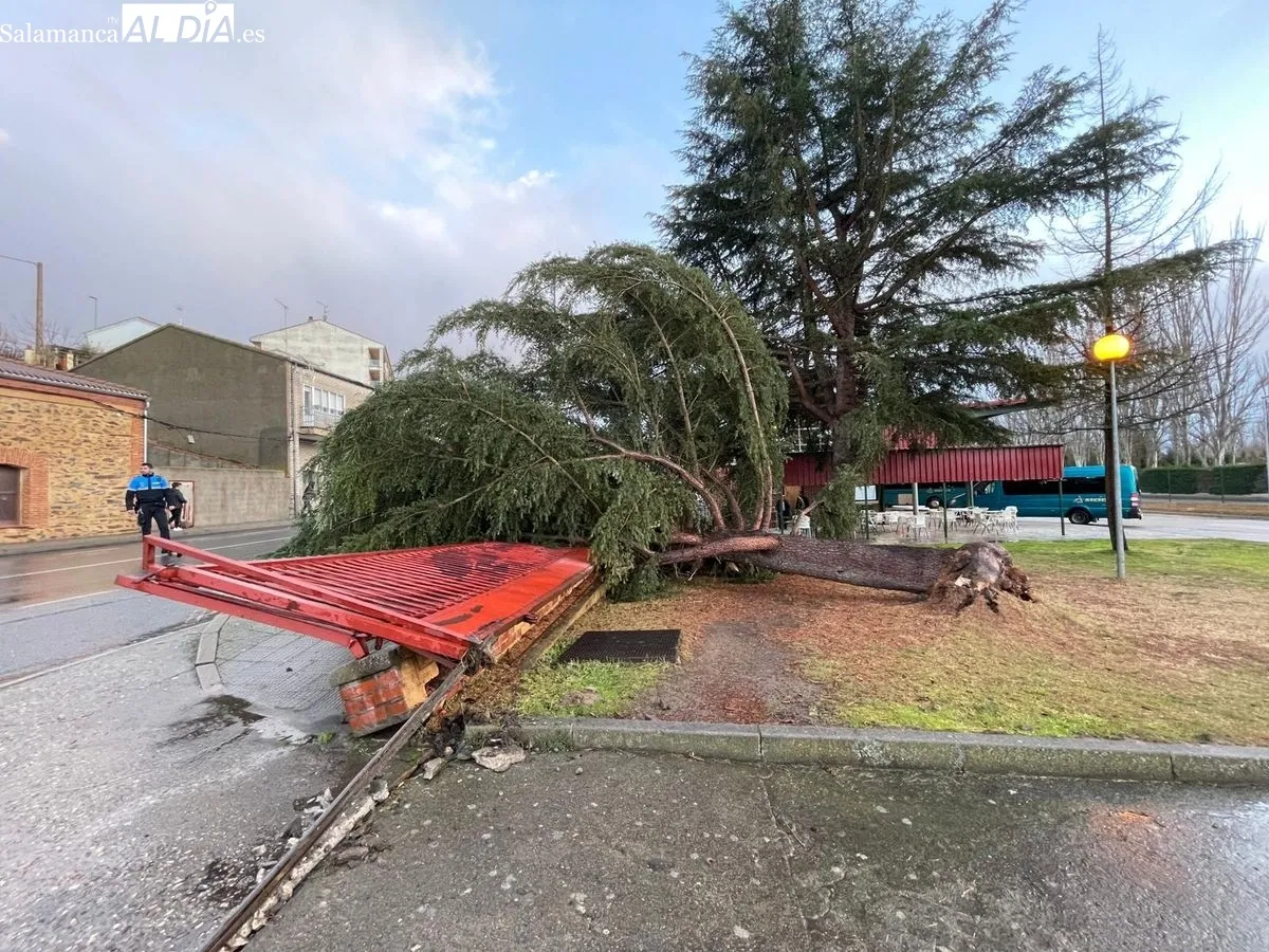 Imágenes del árbol caído en Alba de Tormes. Foto: Roberto Jiménez
