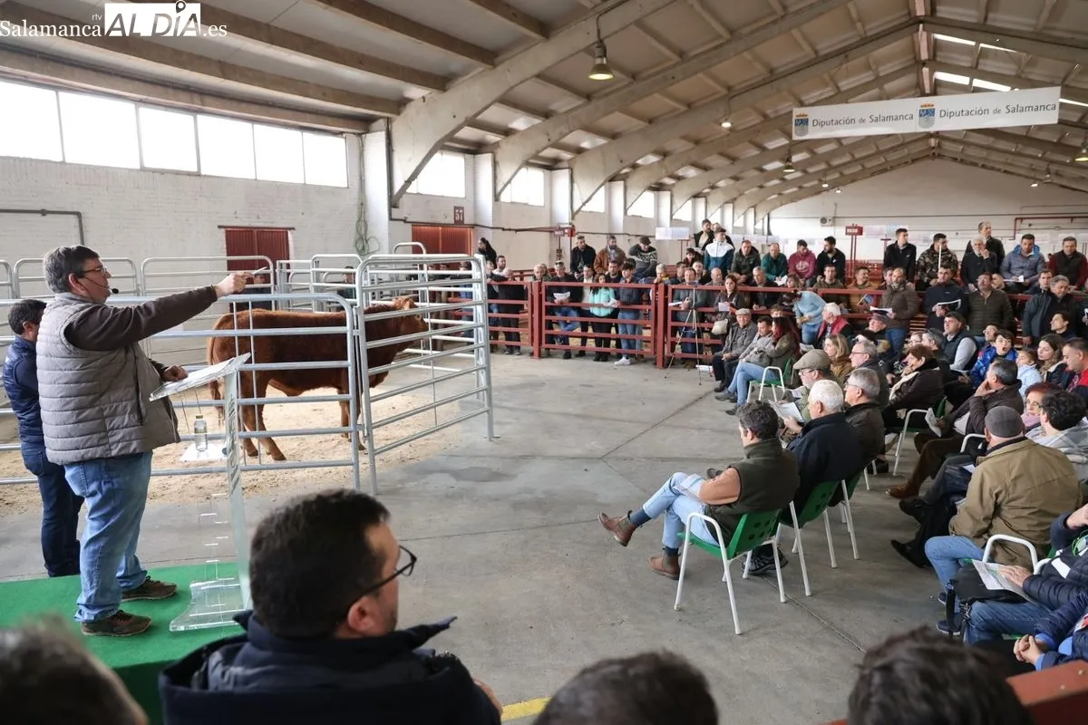 El Recinto Ferial de Salamanca acoge la Subasta de sementales de la Raza Limusina | FOTOS: David Sañudo 
