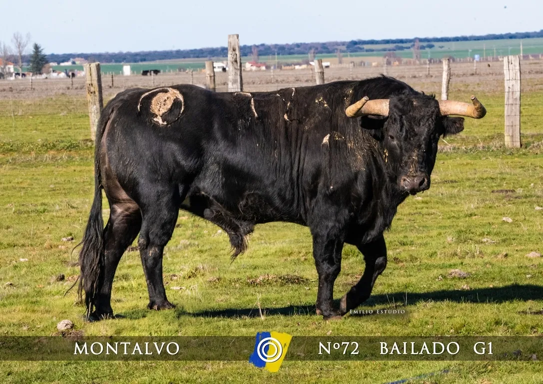 Foto 6 - Dada a conocer la imagen de los astados del Carnaval del Toro 2025