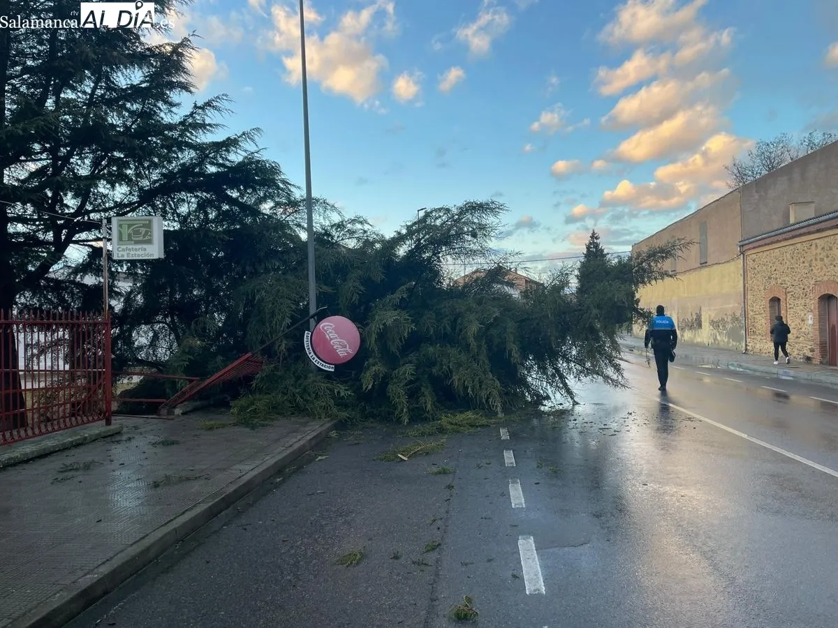 Imágenes del árbol caído en Alba de Tormes. Foto: Roberto Jiménez