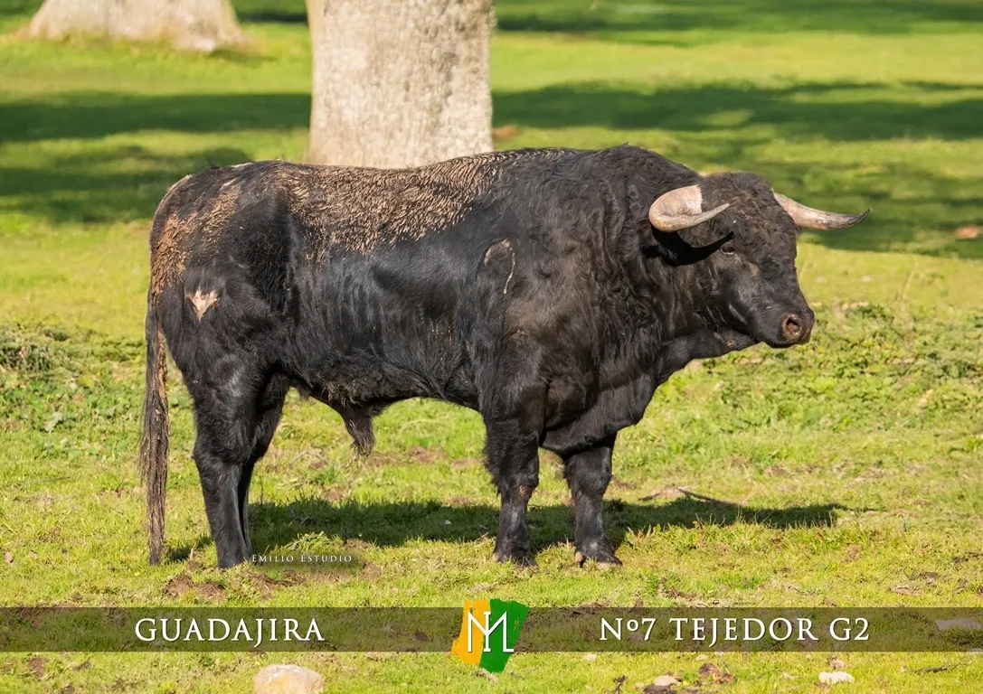 Foto 7 - Dada a conocer la imagen de los astados del Carnaval del Toro 2025