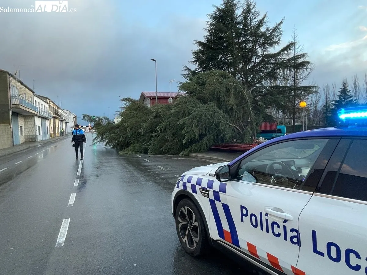 Imágenes del árbol caído en Alba de Tormes. Foto: Roberto Jiménez