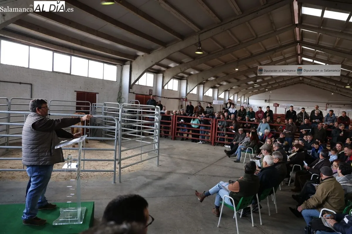 El Recinto Ferial de Salamanca acoge la Subasta de sementales de la Raza Limusina | FOTOS: David Sañudo 