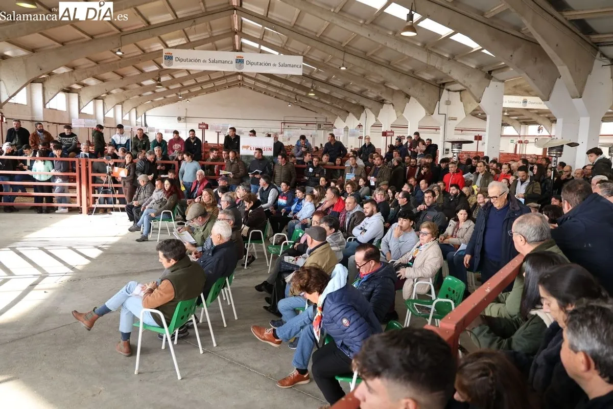 El Recinto Ferial de Salamanca acoge la Subasta de sementales de la Raza Limusina | FOTOS: David Sañudo 