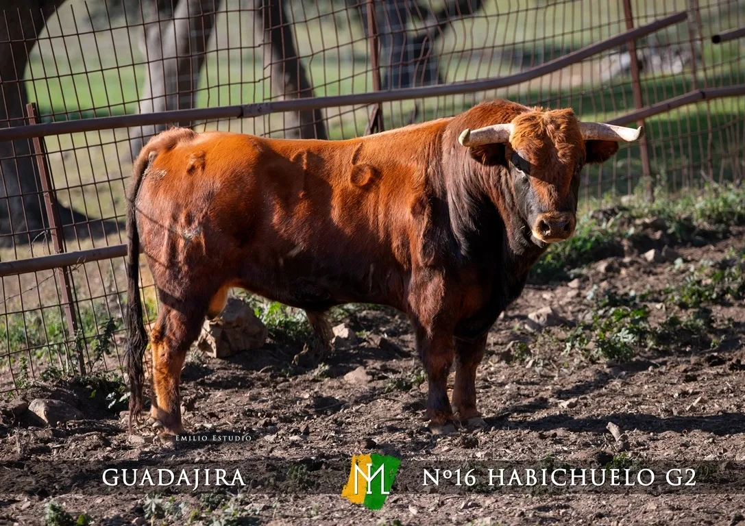 Foto 9 - Dada a conocer la imagen de los astados del Carnaval del Toro 2025