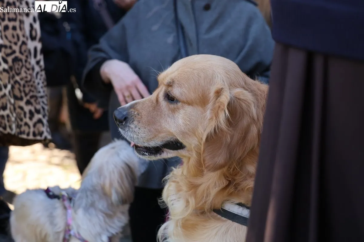 Tradicional bendición de los animales en el parque de San Francisco. Foto de David Sañudo