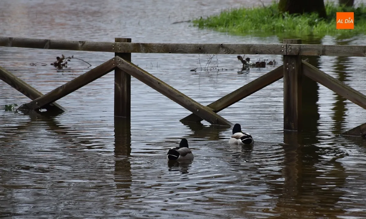 Foto 9 - El &Aacute;gueda multiplica por 12 su caudal tras las lluvias constantes de los &uacute;ltimos d&iacute;as