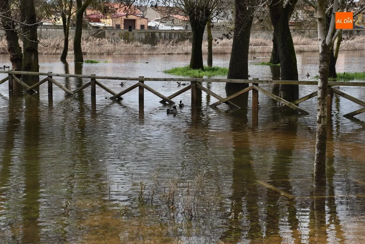 Foto 10 - El &Aacute;gueda multiplica por 12 su caudal tras las lluvias constantes de los &uacute;ltimos d&iacute;as
