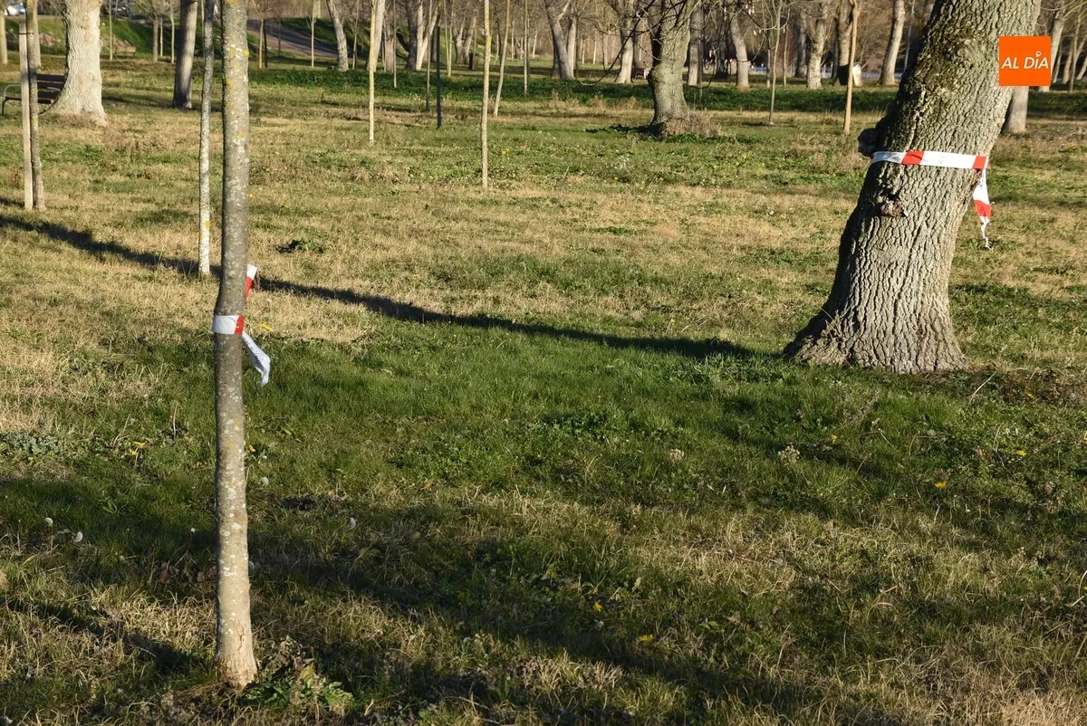 Foto 5 - Marcada la Alameda Vieja para la prueba de campo a trav&eacute;s que acoger&aacute; este domingo