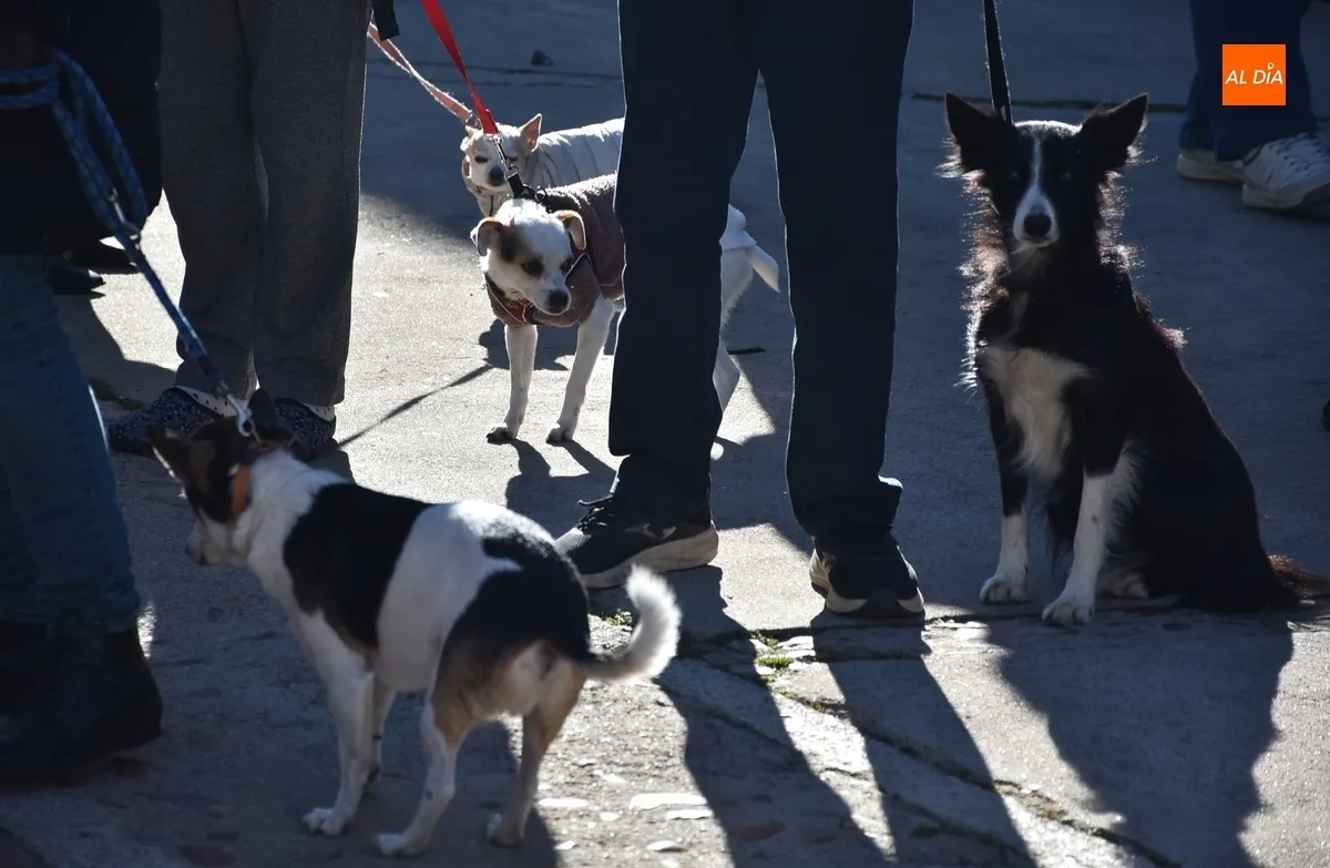 Foto 5 - El patr&oacute;n de los animales bendice a 13 perros antes de procesionar por las calles de San Andr&eacute;s