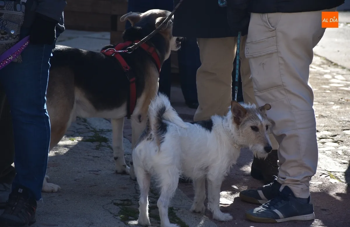 Foto 6 - El patr&oacute;n de los animales bendice a 13 perros antes de procesionar por las calles de San Andr&eacute;s