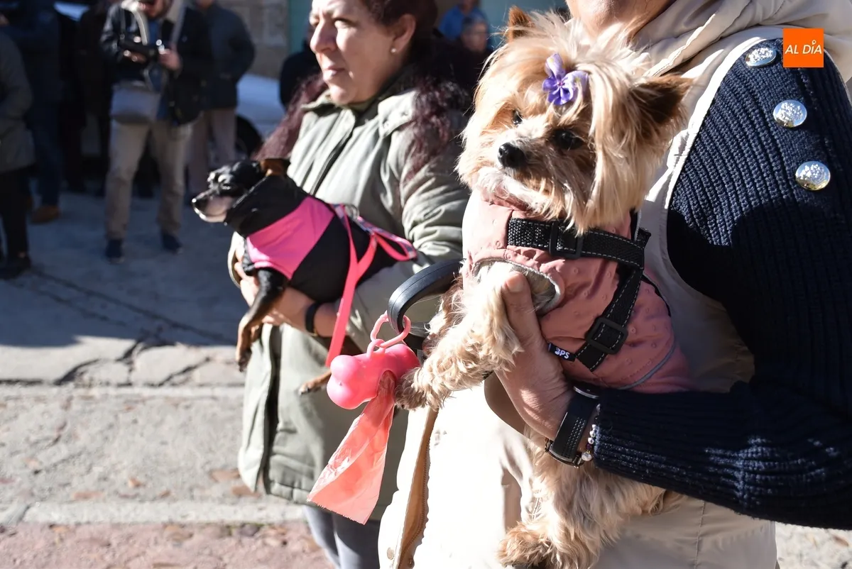 Foto 8 - El patr&oacute;n de los animales bendice a 13 perros antes de procesionar por las calles de San Andr&eacute;s