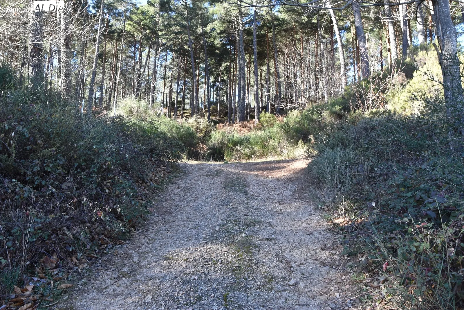 El camino hacia la Peña de Francia, una ruta senderista para disfrutar de la belleza de la sierra salmantina | SALAMANCArtvALDÍA 