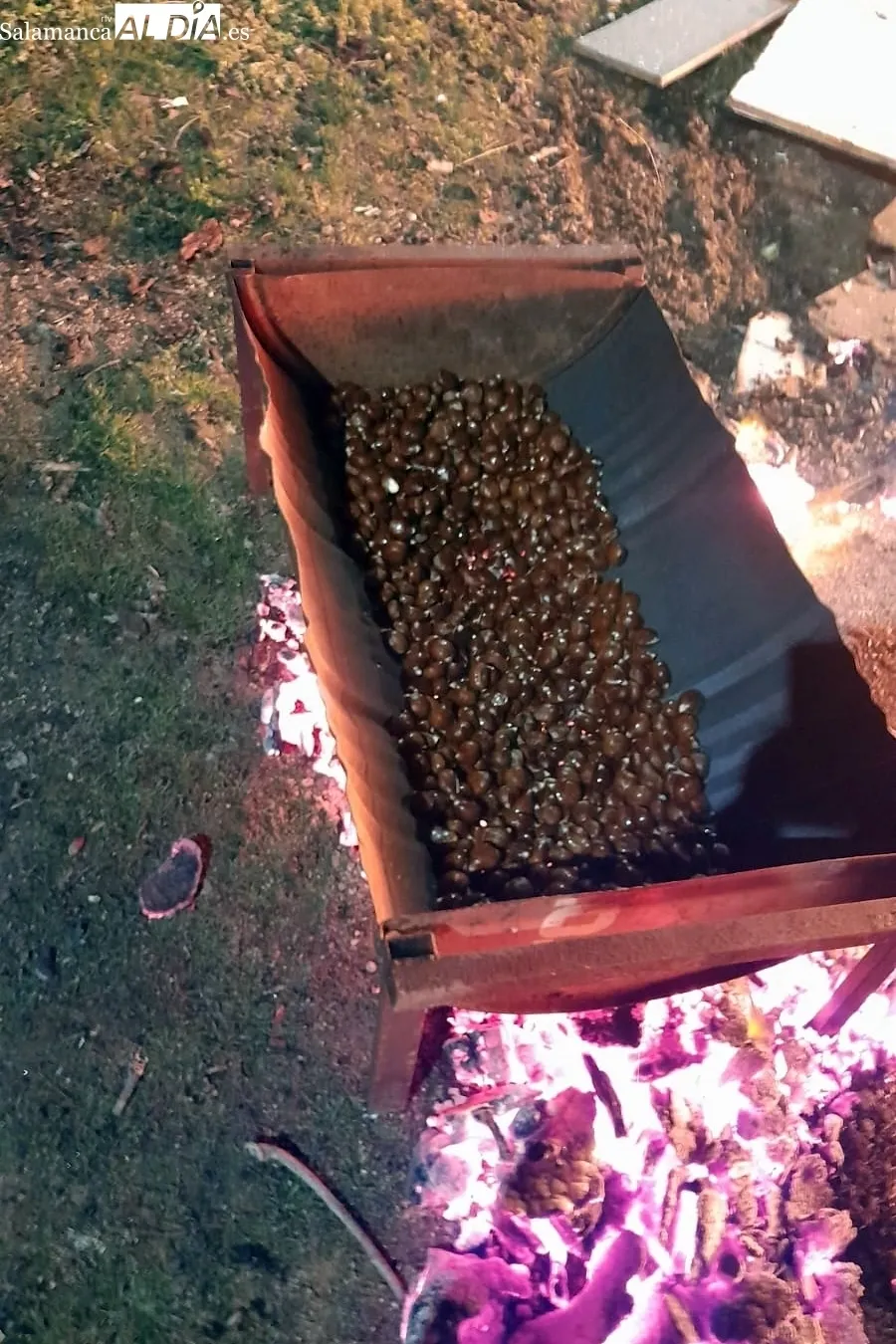 Hoguera de la 'engualera' en Cipérez