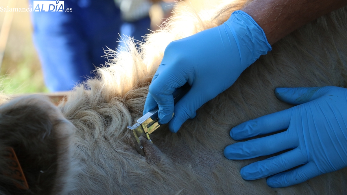 La 19 de Abril pide más personal el los equipos veterinarios para saneamientos ganaderos