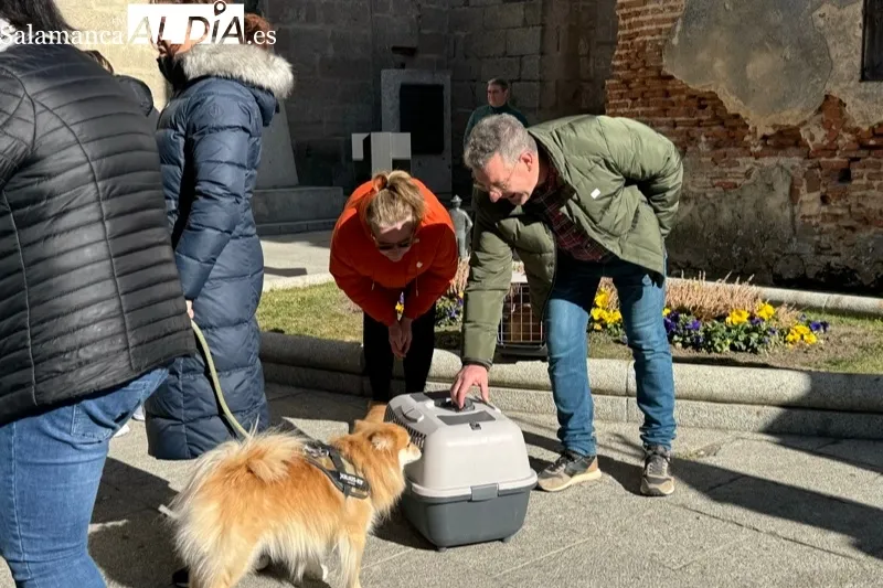 Peñaranda celebraba este sábado la bendición de San Antón
