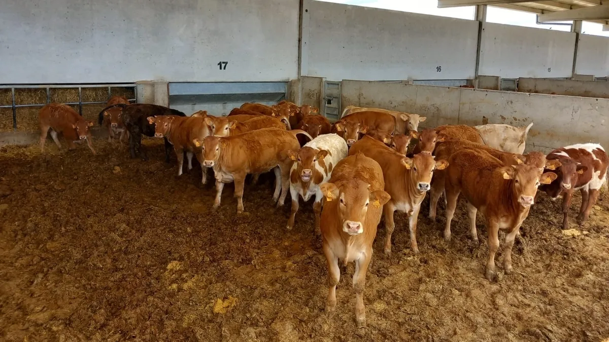 Cebo de terneros pasteros