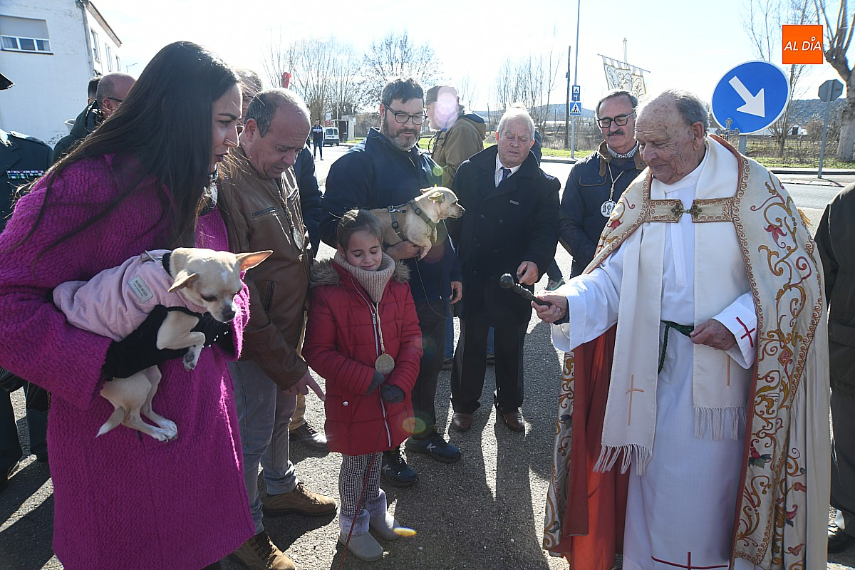 San Antón recorre las calles del Arrabal del Puente bendiciendo a varios animales