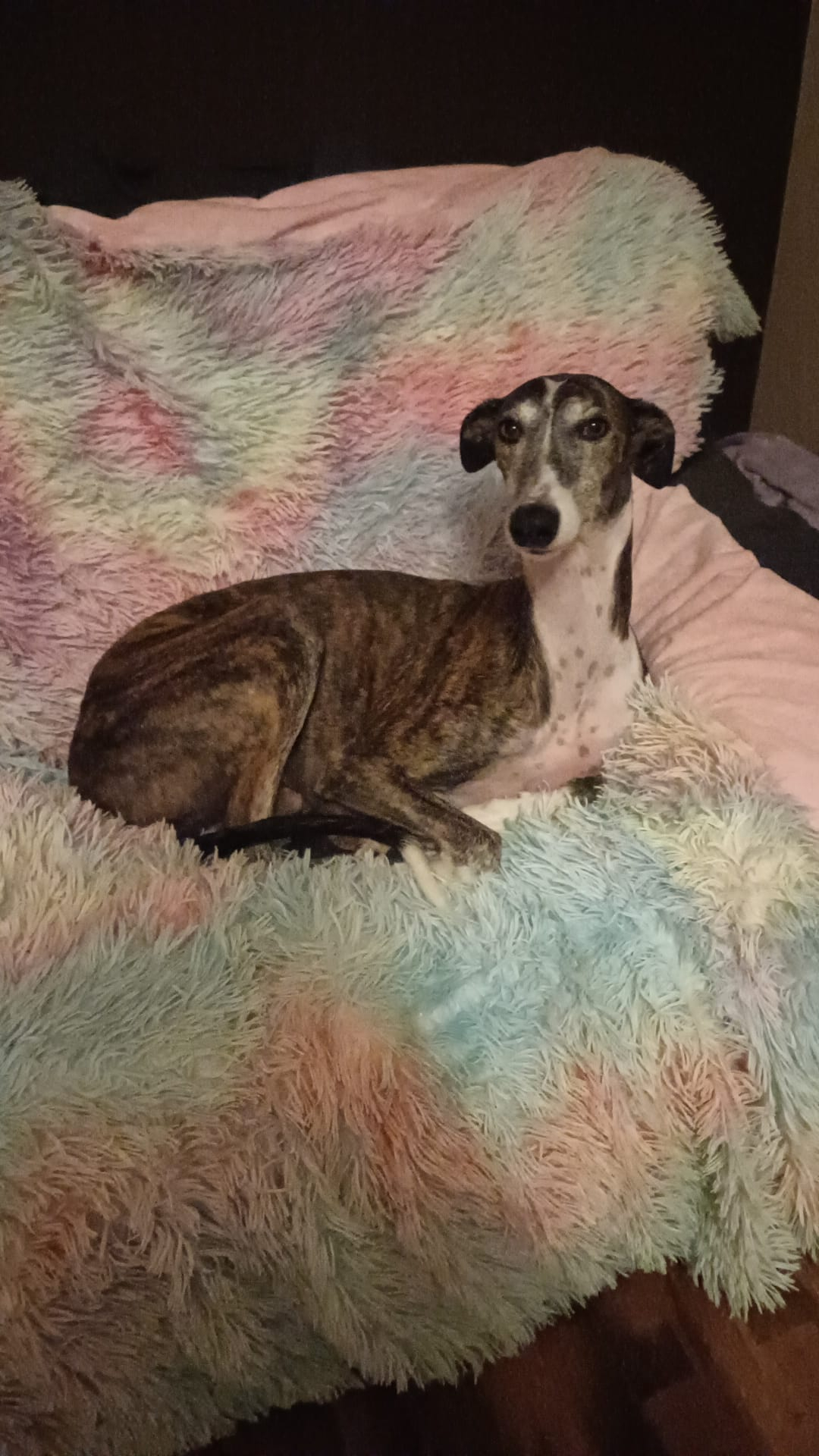 ENTREVISTA | La bonita historia de Paula y Dobby: el perro que eligió a su dueña sin saberlo en Salamanca 