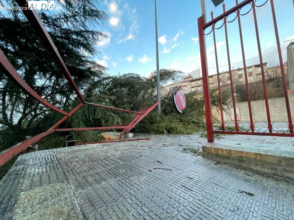 Imágenes del árbol caído en Alba de Tormes. Foto: Roberto Jiménez