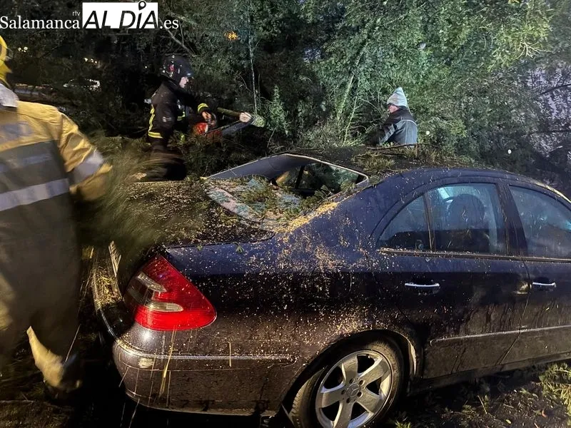 Foto 3 - FOTOS | Cae un &aacute;rbol de grandes dimensiones encima de un coche en Alba de Tormes