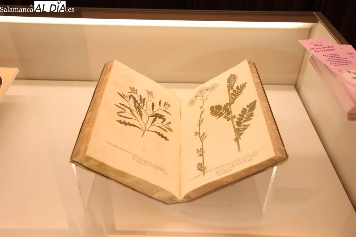 Colección histórica de modelos botánicos de la Universidad de Salamanca | Fotos: David Sañudo