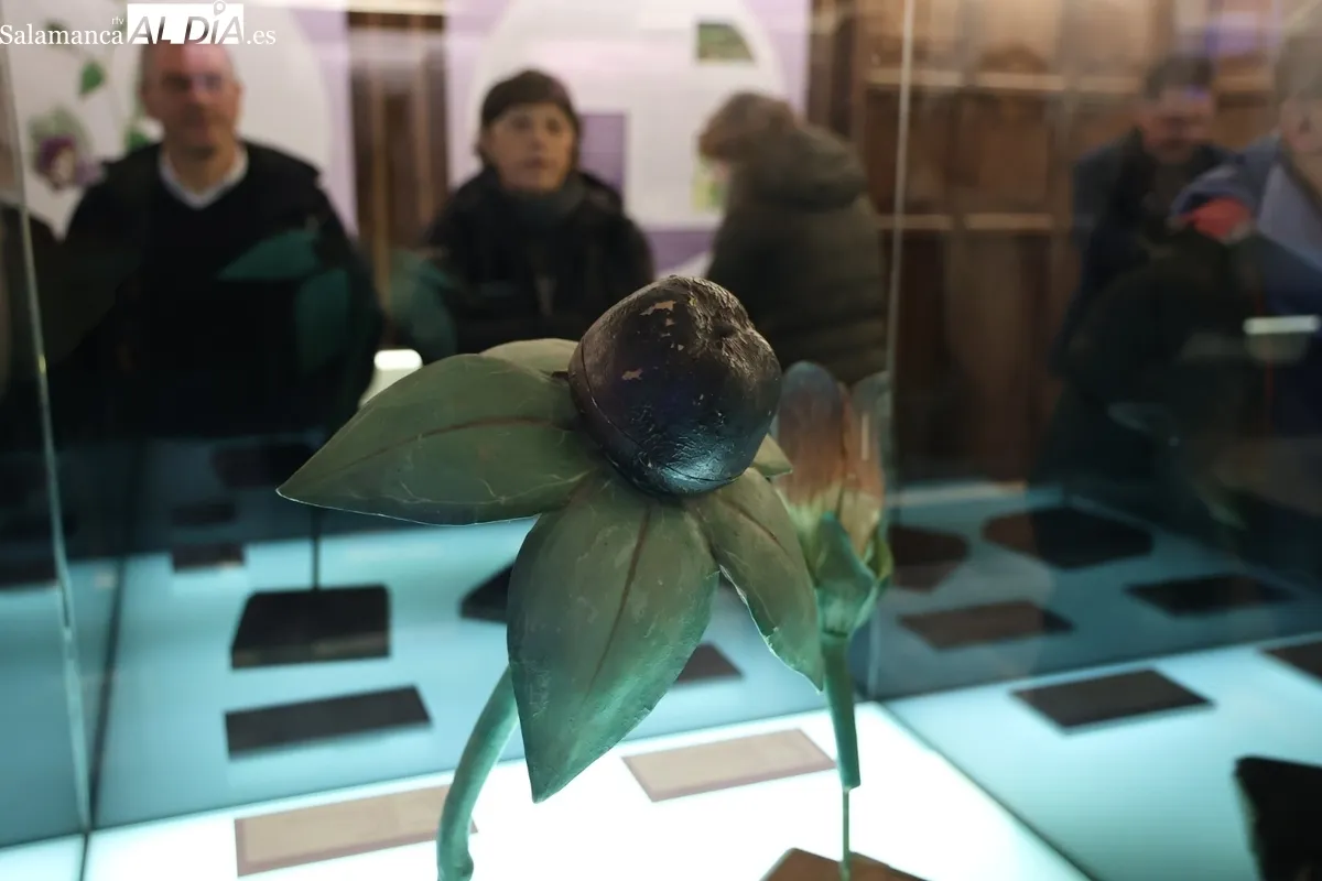 Colección histórica de modelos botánicos de la Universidad de Salamanca | Fotos: David Sañudo