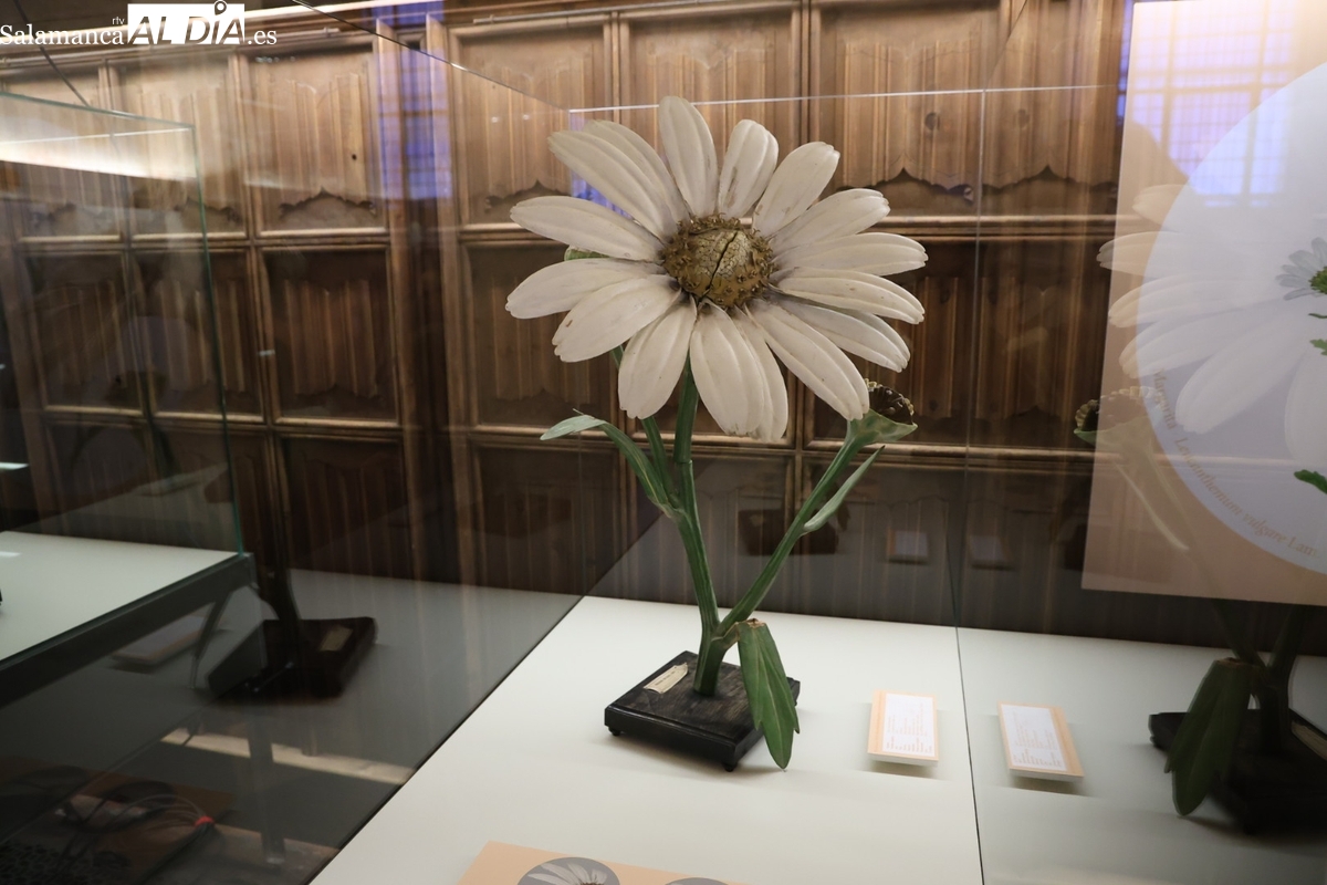 Viaje en el tiempo en Salamanca para conocer cómo enseñaban la botánica en el siglo XIX (FOTOS)