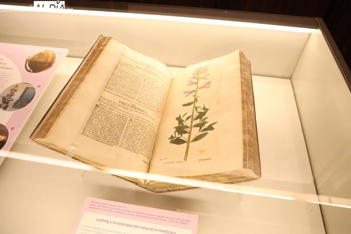Colección histórica de modelos botánicos de la Universidad de Salamanca | Fotos: David Sañudo