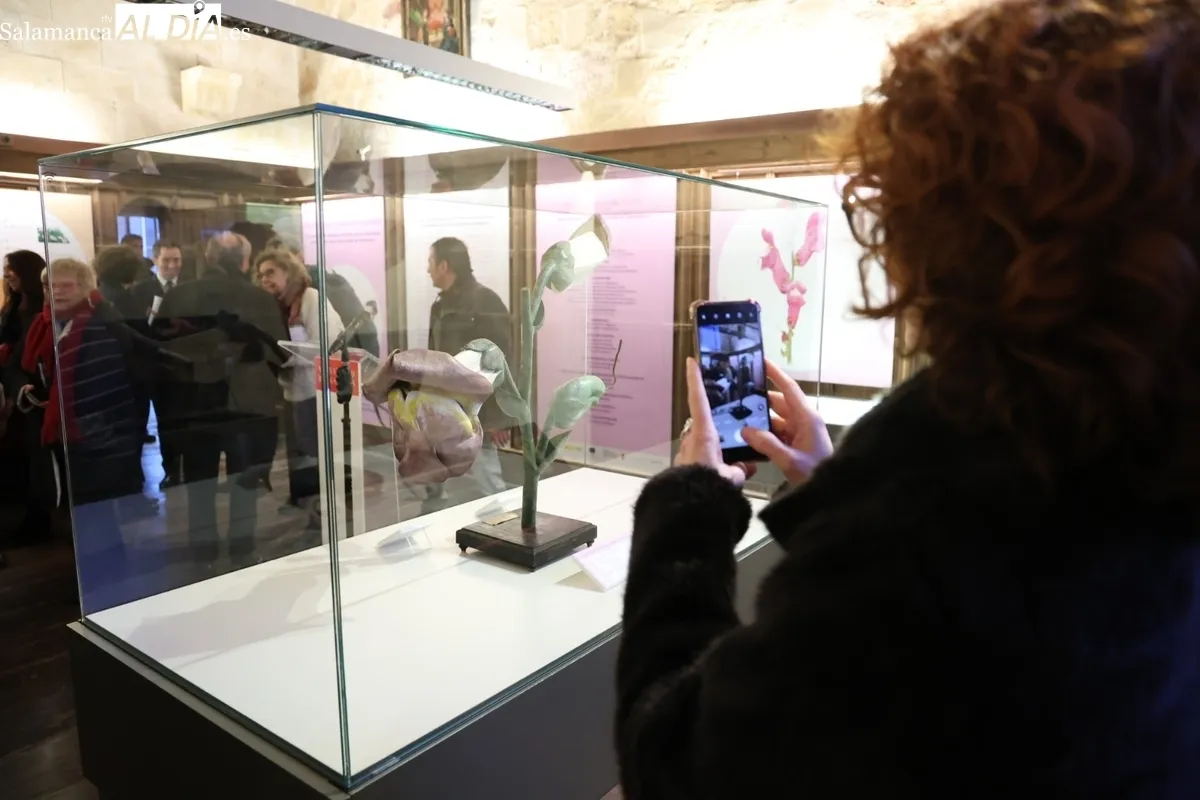 Colección histórica de modelos botánicos de la Universidad de Salamanca | Fotos: David Sañudo