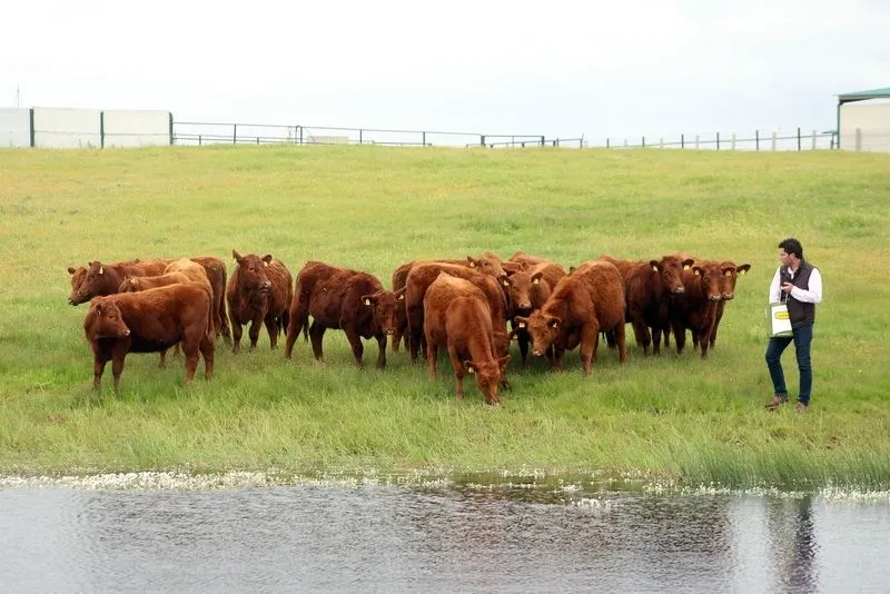 Foto 8 - Dehesa de Alba: sabor, ternura y jugosidad de la raza Angus