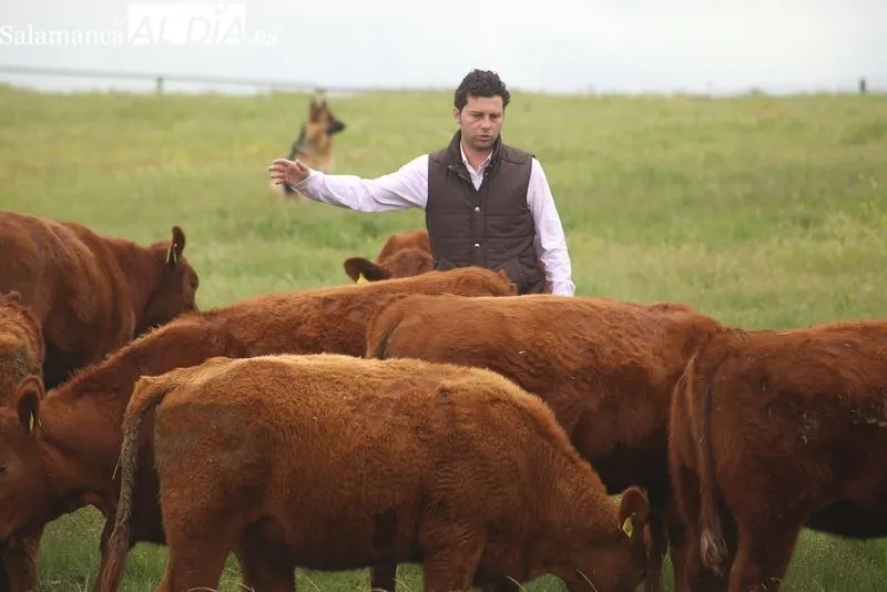 Foto 7 - Dehesa de Alba: sabor, ternura y jugosidad de la raza Angus