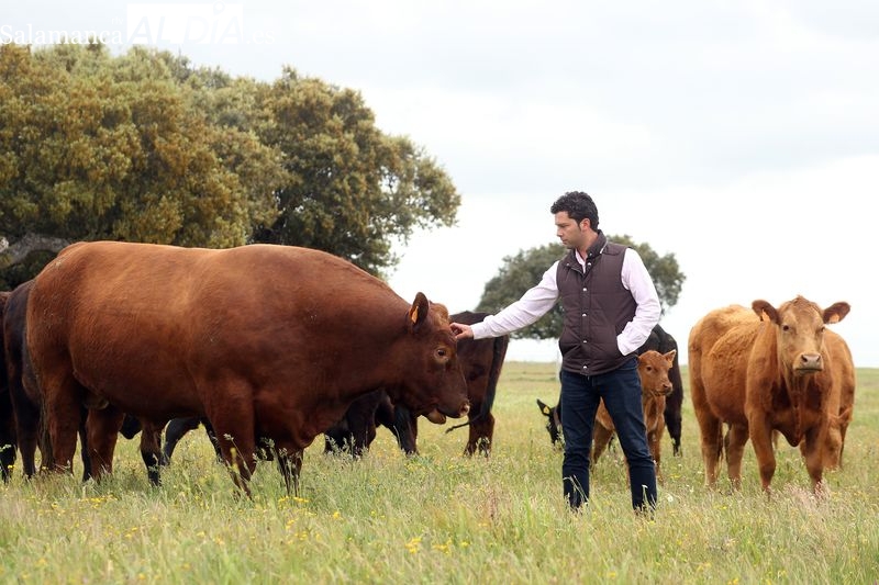 Dehesa de Alba: sabor, ternura y jugosidad de la raza Angus