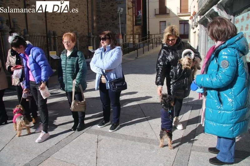 Foto 2 - Alba de Tormes celebra San Ant&oacute;n en la Plaza de Santa Teresa