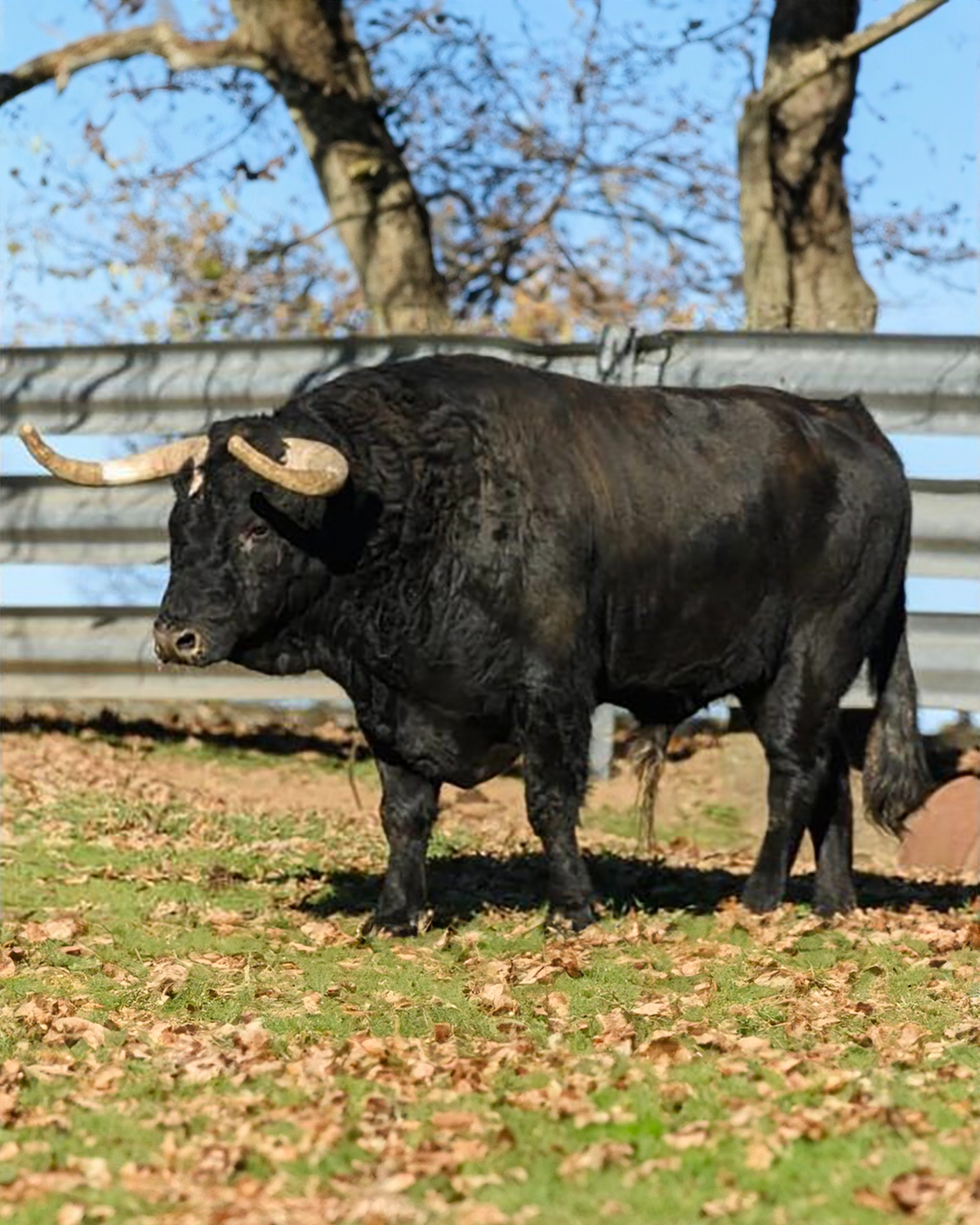 Los 12 toros salmantinos que serán protagonistas en los Encierros Blancos de San Sebastián de los Reyes (FOTOS)