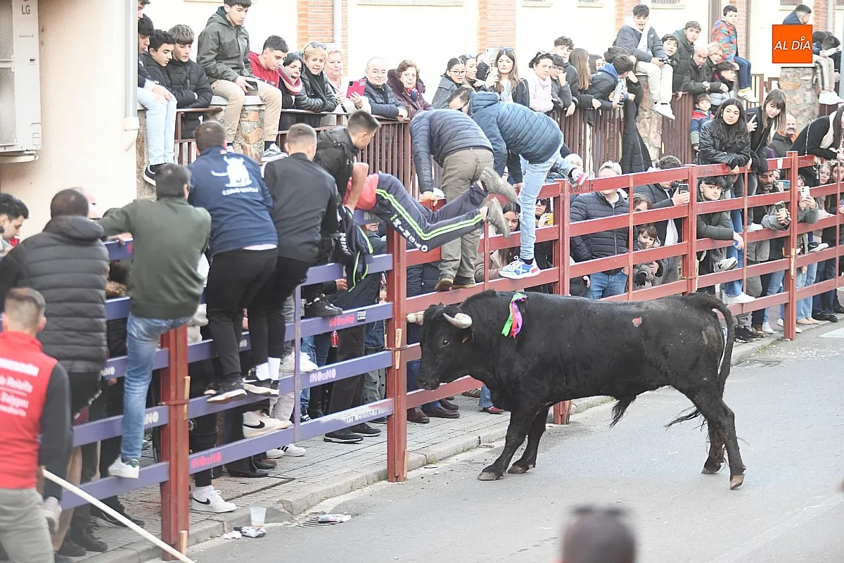 Foto 10 - Triguero y Jilguero protagonizan ante miles de personas un calmado calentamiento taurino para el Carnaval
