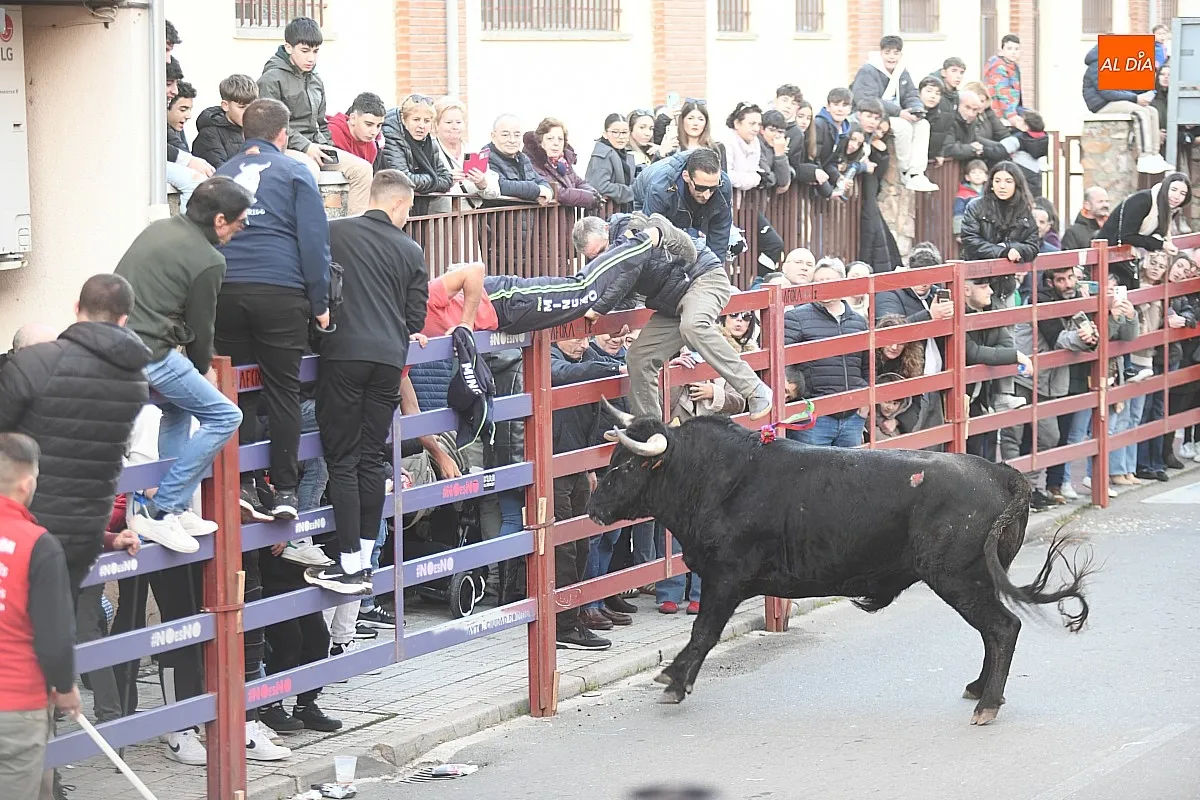 Foto 9 - Triguero y Jilguero protagonizan ante miles de personas un calmado calentamiento taurino para el Carnaval