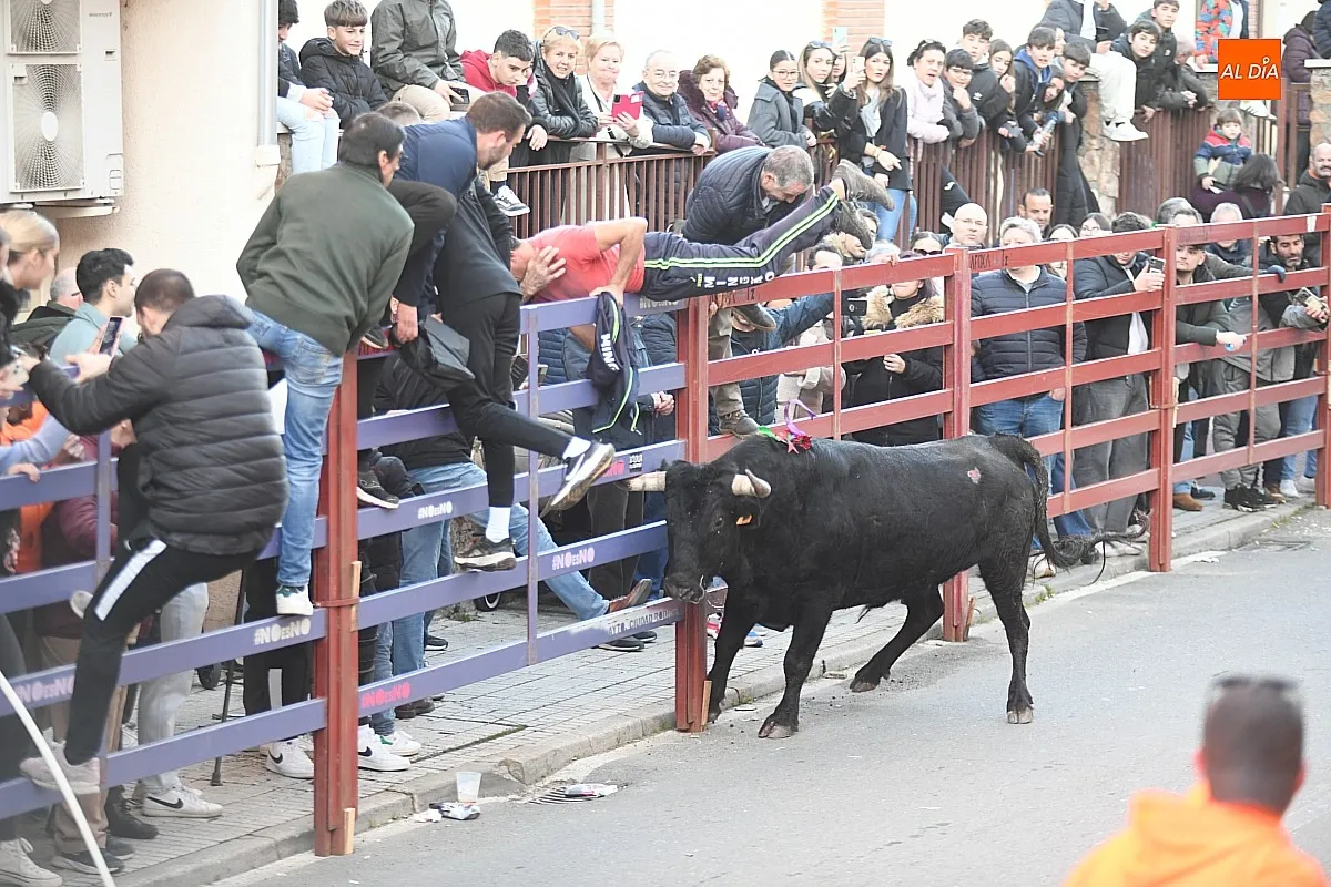 Foto 7 - Triguero y Jilguero protagonizan ante miles de personas un calmado calentamiento taurino para el Carnaval