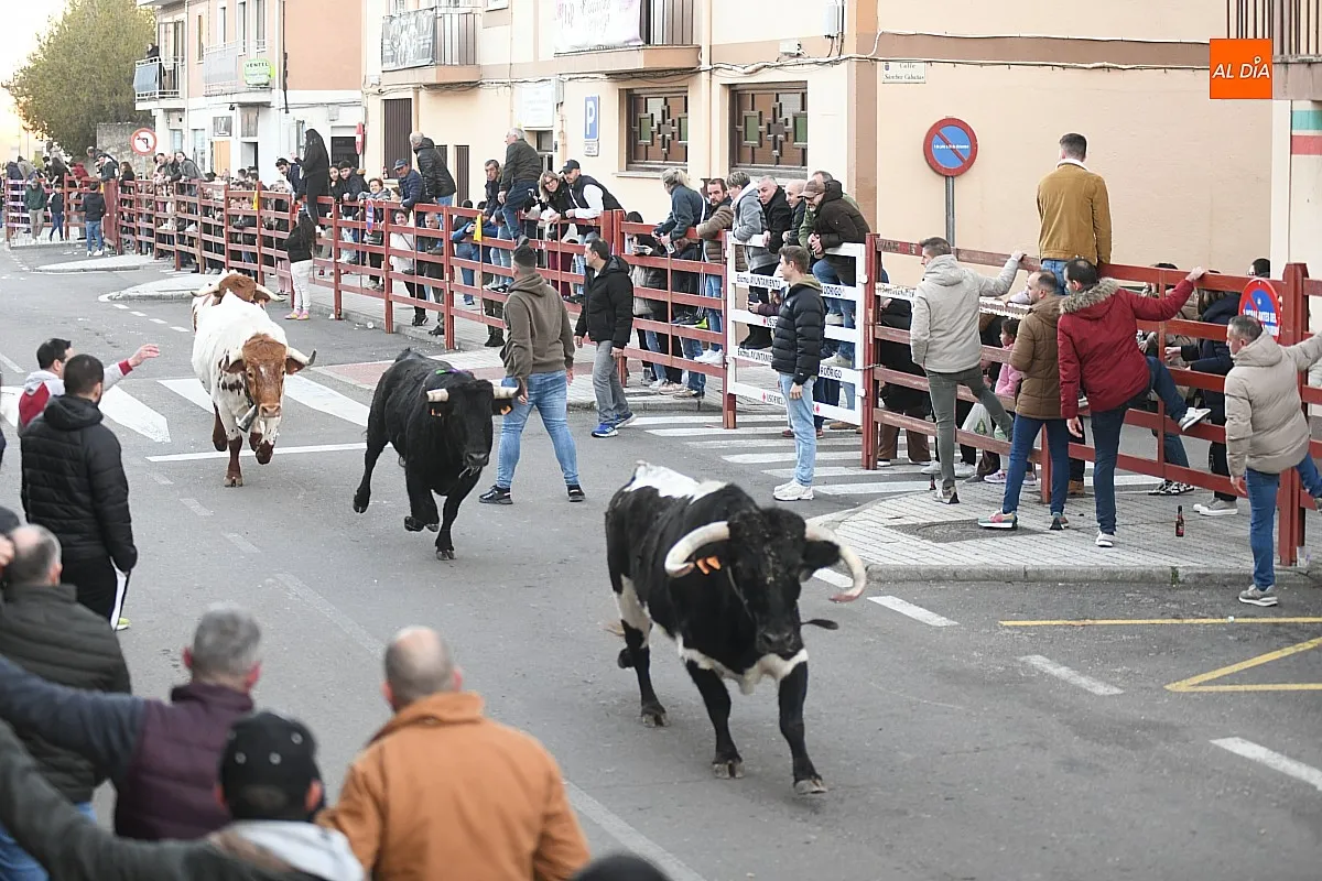 Foto 2 - Triguero y Jilguero protagonizan ante miles de personas un calmado calentamiento taurino para el Carnaval