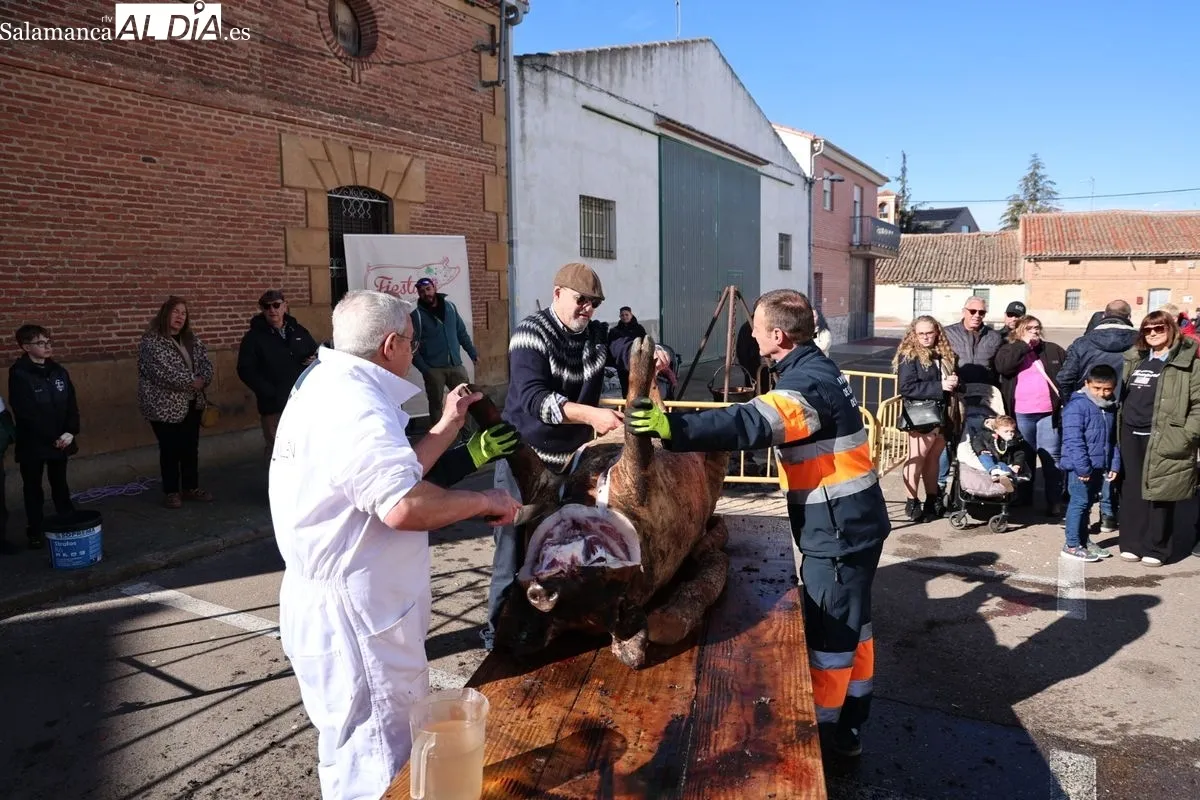 Castellanos de Moriscos celebra la Matanza Tradicional | FOTOS: David Sañudo 