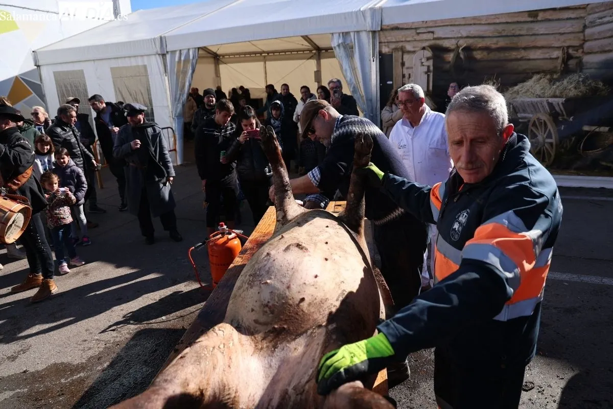Castellanos de Moriscos celebra la Matanza Tradicional | FOTOS: David Sañudo 