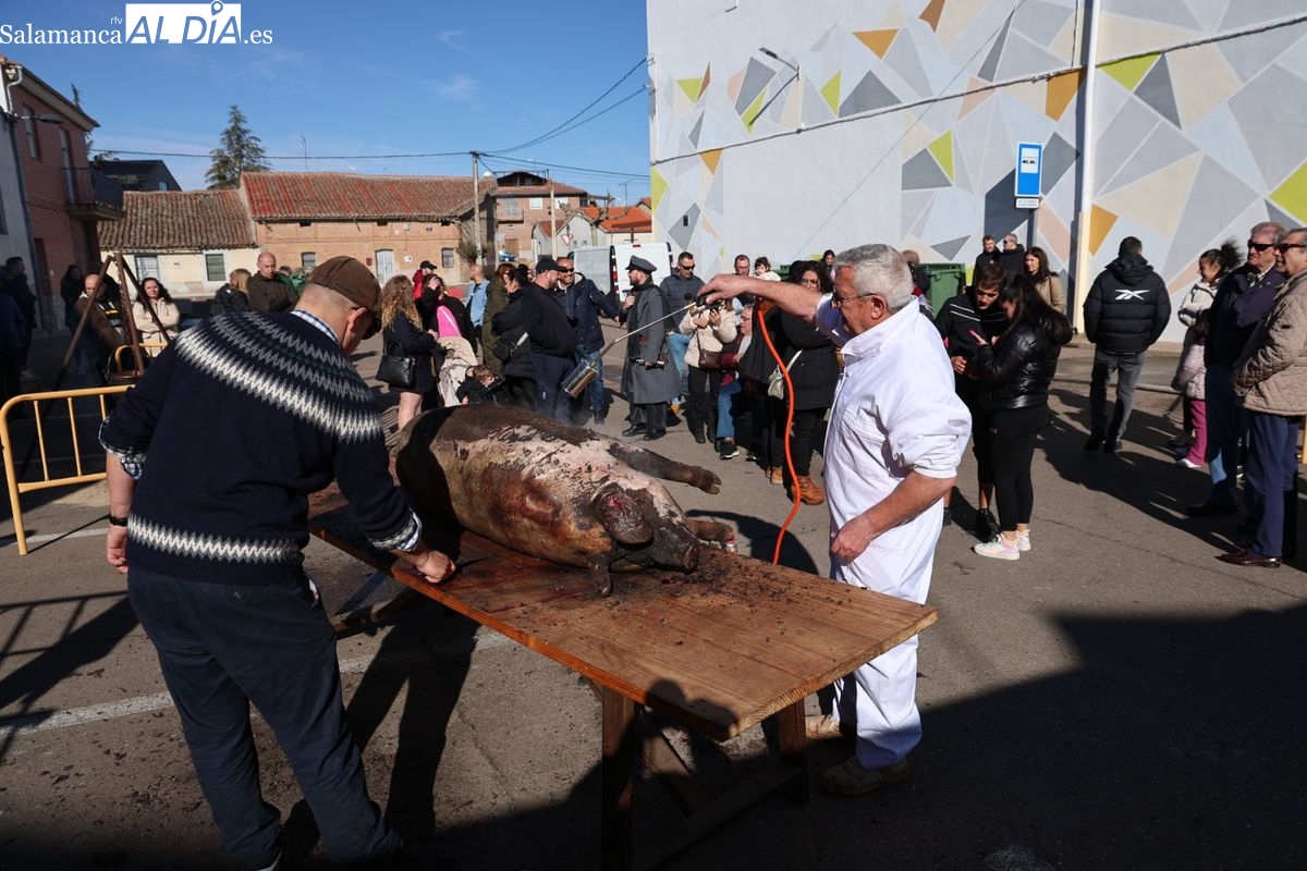 VÍDEO Y FOTOS | Castellanos de Moriscos celebra la Matanza Tradicional 2025