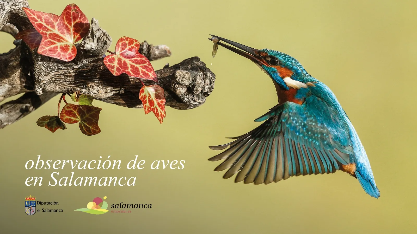 Foto 2 - La provincia se posiciona como destino para la observaci&oacute;n de aves en la XX Feria Internacional de Turismo Ornitol&oacute;gico 