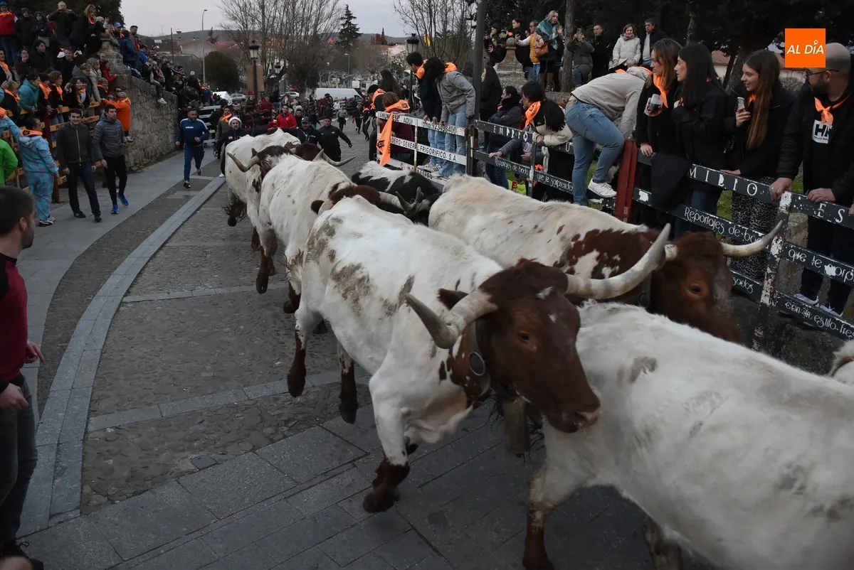 Foto 10 - Momentos de tensi&oacute;n en el encierro de mansos por la masiva afluencia de corredores