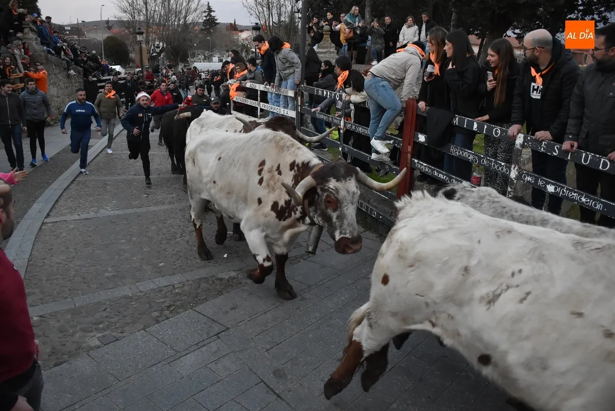 Foto 11 - Momentos de tensi&oacute;n en el encierro de mansos por la masiva afluencia de corredores