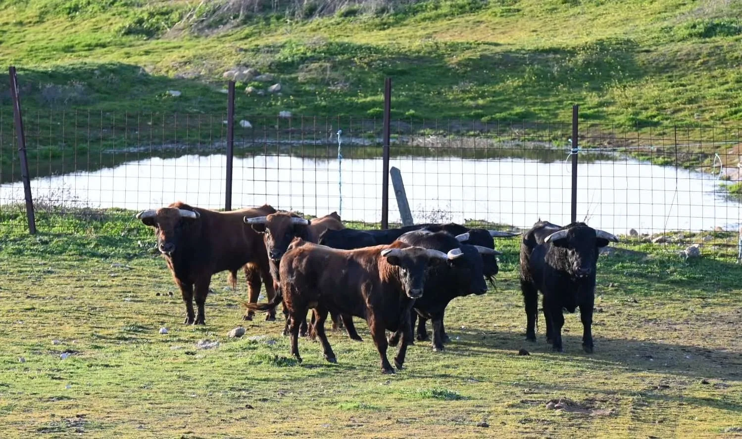 Foto 6 - Desembarcan en Ciudad Rodrigo los astados del encierro a caballo